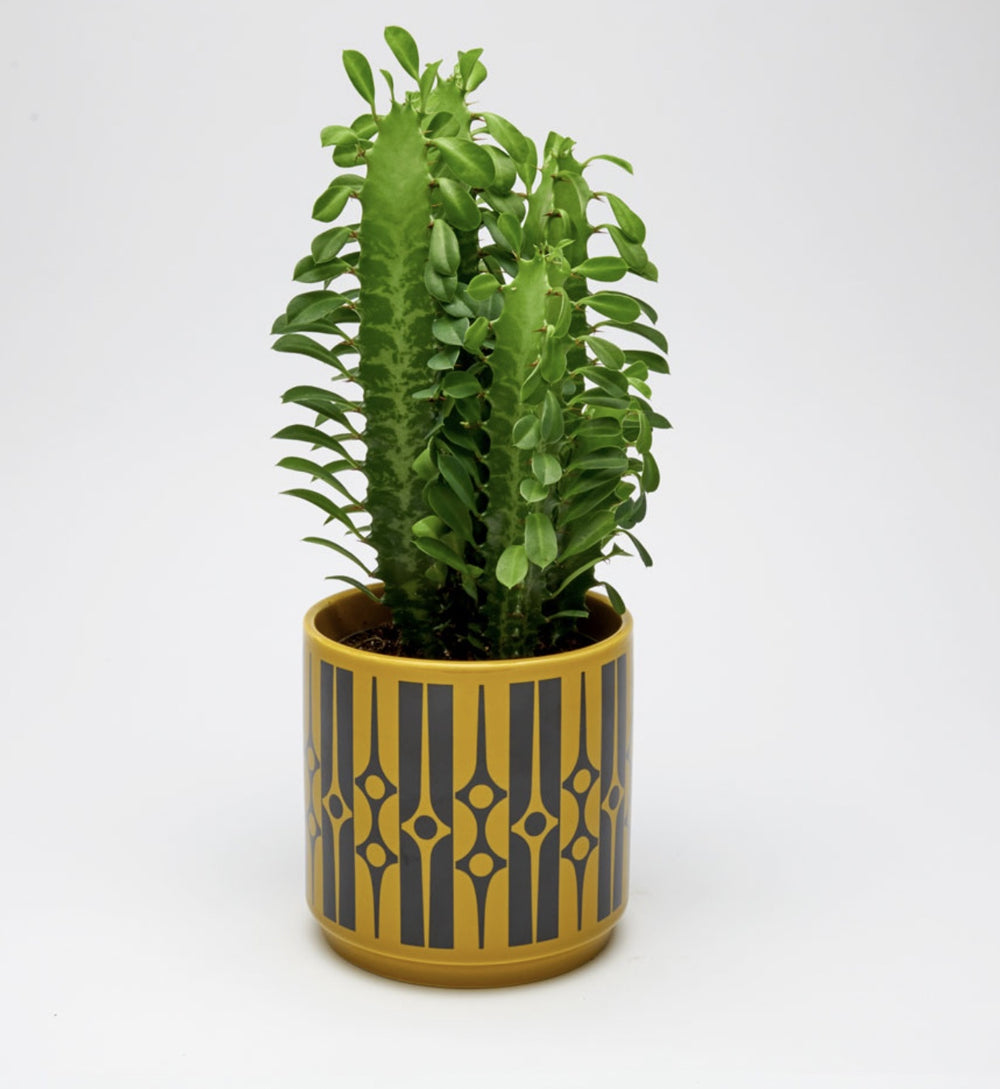 Medium Hornsea Plant Pot holder